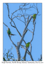 Swift Parrots