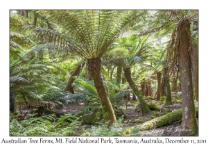 Australian Tree Ferns