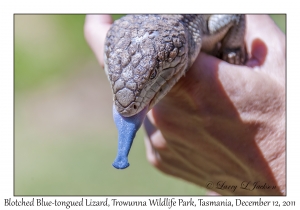 Blotched Blue-tongued Lizard