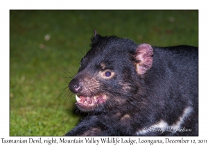 Tasmanian Devil at night