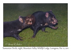 Tasmanian Devils at night