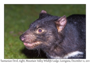 Tasmanian Devil at night