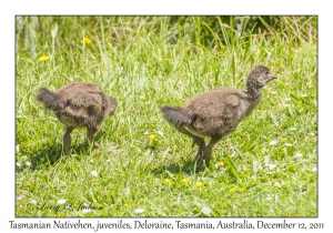 Tasmanian Nativehen juveniles