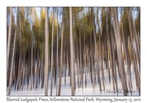Blurred Lodgepole Pines