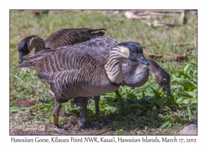 Hawaiian Geese