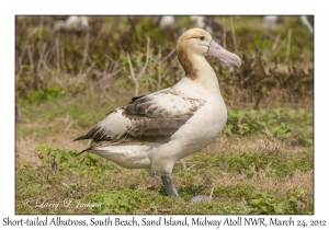 Short-tailed Albatross
