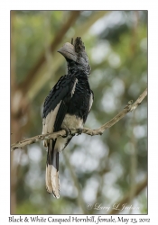 Black & White Casqued Hornbill, female