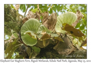 Elephant Ear Staghorn Ferns