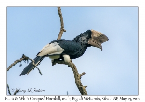 Black & White Casqued Hornbill, male