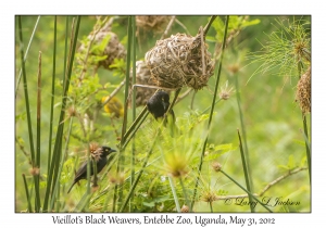 Vieilott's Black Weavers