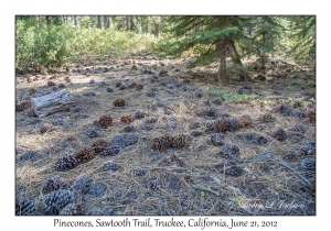 Pinecones