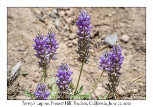 Torrey's Lupine