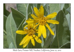 Mule Ears