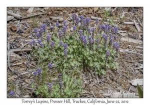 Torrey's Lupine