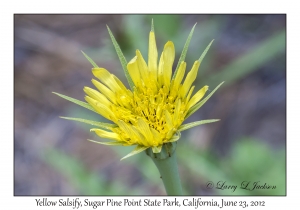 Yellow Salsify