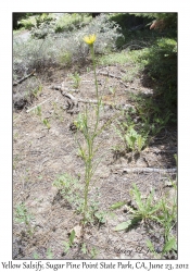 Yellow Salsify