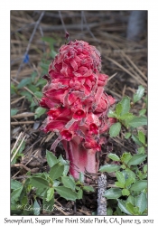 Snowplant