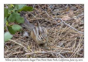 Yellow-pine Chipmunk