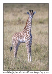 Masai Giraffe, juvenile