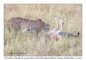Cheetahs, female with 4 juveniles and kill