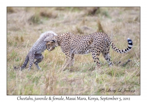 Cheetahs, female & juvenile