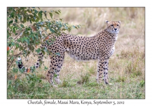 Cheetah, female