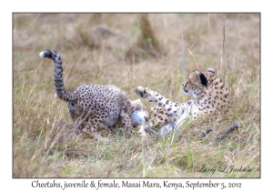 Cheetahs, juvenile & female