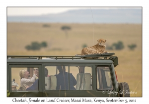 Cheetah female on Land Cruiser