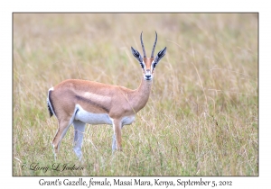 Grant's Gazelle, female