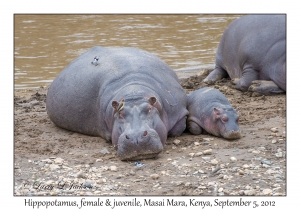 Hippopotamus, female & juvenile