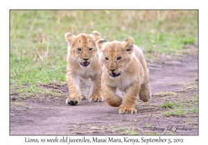Lions, 10 week old juveniles
