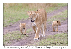 Lions, 10 week old juveniles & female