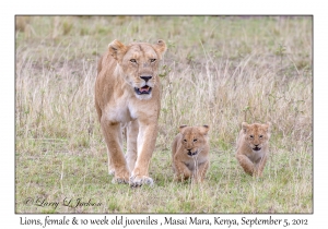 Lions, female & 10 week old juveniles