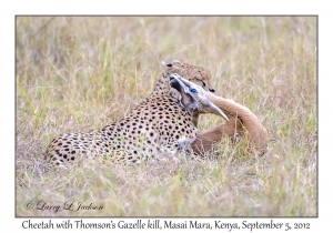 Cheetah female with Thomson's Gazelle kill