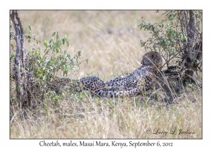 Cheetah, males