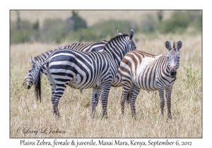 Plains Zebra, female & juvenile
