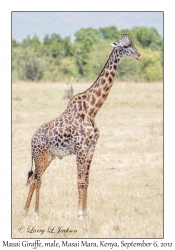Masai Giraffe, male
