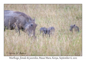 Warthogs, female & juveniles