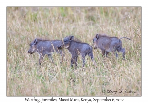Warthog, juveniles