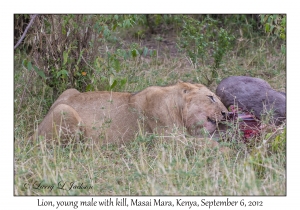 Lion, young male with kill