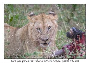 Lion, young male with kill