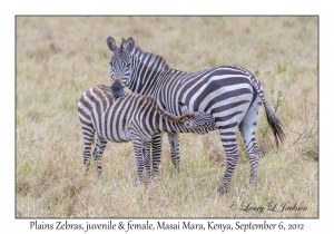 Plains Zebra, juvenile nursing & female