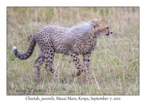 Cheetah, juvenile
