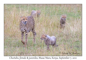 Cheetahs, female & juveniles