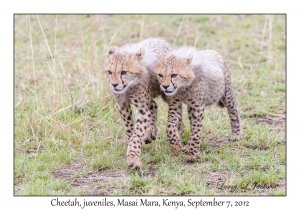 Cheetahs, juvenile