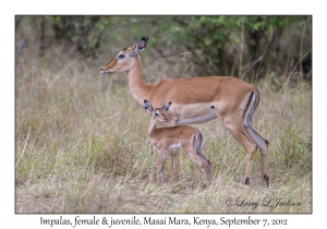 2012-09-07#6370 Aepyceros melampus, Masai Mara, Kenya