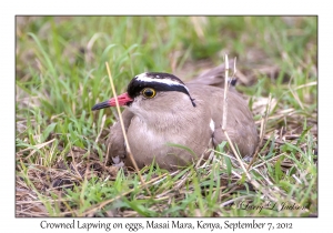Crowned Lapwing on eggs