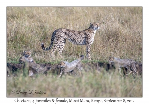 Cheetahs, 4 juveniles & female