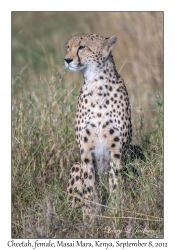 Cheetah, female