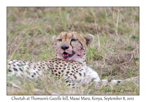 Cheetah at Thomson's Gazelle kill